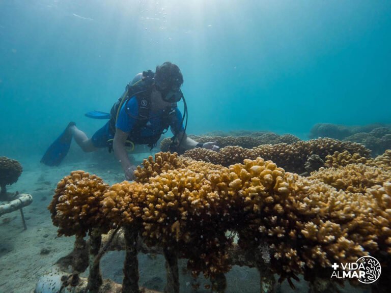 Más Vida al Mar: restaurar el océano también es construir futuro